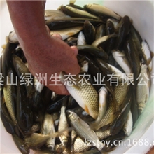 常年销售草鱼青鱼浦江一号、黄河鲤鱼、花白鲢、观赏鱼苗种及成鱼