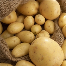 梁山绿洲生态农业有限公司批发土豆马铃薯