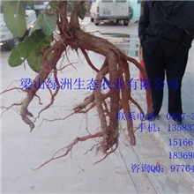 优质中药材,丹参批发,养血安神,产地直销。量大可以优惠