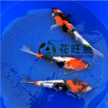 观赏鱼纯种日本锦鲤昭和三色锦鲤十多个品种齐全锦鲤鱼批发