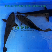 观赏鱼纯种日本锦鲤黑乌鲤守财消灾辟邪功效墨鲤全国批发包活