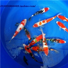 新鱼上市纯种日本锦鲤鱼观赏鱼红白锦鲤大正锦鲤全国批发包活