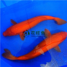 水族观赏鱼纯种日本锦鲤火鲤龙凤火鲤新鱼上市全国批发包活