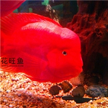 鹦鹉鱼广州花旺鱼花鸟鱼虫金刚鹦鹉鱼血鹦鹉财神鹦鹉批发