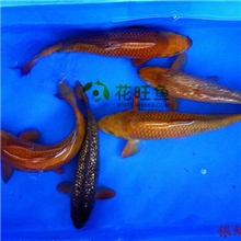观赏鱼纯种日本锦鲤红茶锦鲤绿茶奶茶锦鲤鱼苗全国批发包活