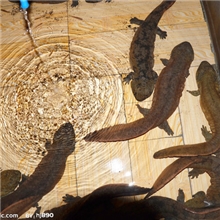 本公司出售30公分娃娃鱼苗保成活包技术