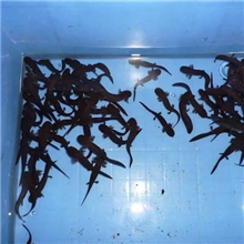 四川出售20公分娃娃鱼苗质量有保证