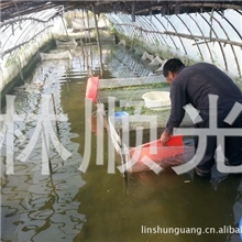 供应牛蛙幼苗养殖场直销