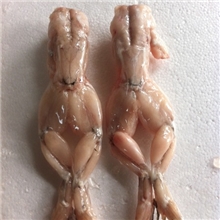 【厂家直销】冷冻牛蛙只单冻（有爪）