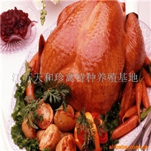 供应烤火鸡/圣诞节火鸡/感恩节火鸡/圣诞礼品/圣诞火鸡供应
