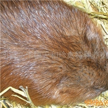 批发麝香鼠\麝香鼠苗\麝香鼠养殖\特种养殖\麝香\购买麝香鼠