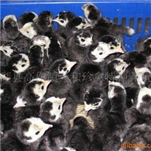 供应火鸡\火鸡种\火鸡苗/贝蒂娜火鸡苗