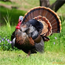 供应特种养殖火鸡(/特禽养殖/珍禽养殖/江苏天和珍禽特种养殖