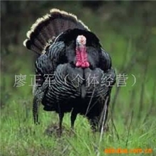 供应火鸡\火鸡苗\火火鸡养殖\商品火鸡\特种养殖
