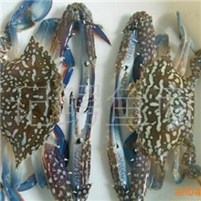 供应大量冰花蟹冻蟹