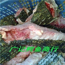 大量批发半皮鳄鱼肉全国最大的鳄鱼供应商野味