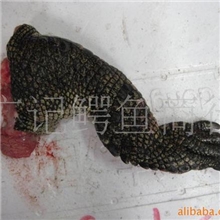 大量批发供应鳄鱼掌冷冻鳄鱼掌带鳞鳄鱼掌鳄鱼
