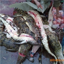 大量批发出售新鲜白条鳄鱼（活杀，整条，无内脏）野味