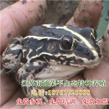 供应食用青蛙/黑斑侧褶蛙/鲜活青蛙肉/统货/田鸡/野青蛙肉