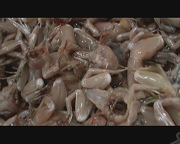 厂家供应优质青蛙后腿肉，新鲜的88元一斤合作加盟