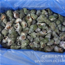 加拿大翡翠螺