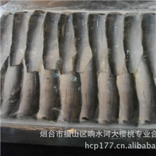 醋渍海鲫鱼，醋渍九九鱼、海鱮，醋渍青亮鱼