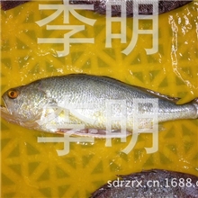 厂家供应批发海产去鳞去脏去鳃免洗400-700克每条的黄花鱼