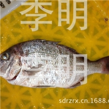 厂家供应批发海产三去去脏去鳞去鳃400-600-800G每条免洗红加吉鱼