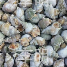 供应批发加拿大产优质美味冻水产品30*50G翡翠螺