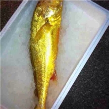 生产销售优质脱脂有机大黄鱼野生深海大黄鱼味美鲜嫩