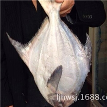 厂家销售鲳鱼系列鲜鲳鱼红鲳鱼味道鲜美