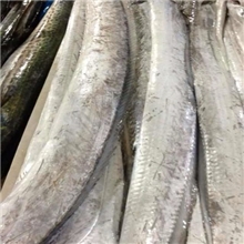 厂家直销冷冻水产带鱼冷冻带鱼批发