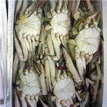 厂家供应白蟹鲜活水产品白蟹供应