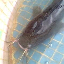 供应小鲶鱼鲇鱼黏鱼鄱阳湖野生4须惊爆低价批发5元/斤