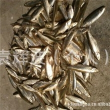 供应白条鱼餐条鱼鄱阳湖野生低价批发量大从优