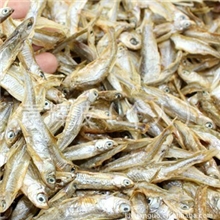 凤尾鱼低价批发新鲜