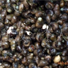 田螺野生淡水食用螺蛳1.2-1.5元/斤过筛长期合作价