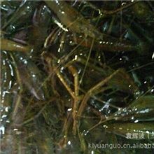 野生河虾统货淡水优质低价供应批发