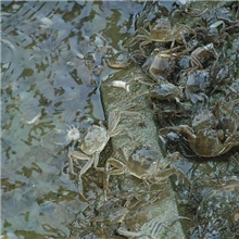 蟹苗，扣蟹，