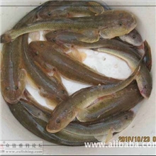 海鲶鱼，虾虎鱼，油光鱼，鱼苗，鱼种