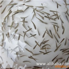 供应渤海湾优质高产淡水梭鱼苗，油光鱼苗。