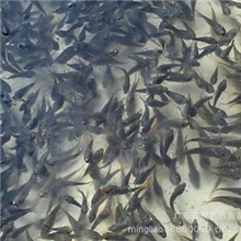珠海供应淡水白鲳鱼苗，全雄性罗非鱼苗，塘虱鱼苗，红罗非鱼苗