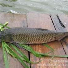 批发供应优质草鱼鱼苗/鲩鱼苗15019866695