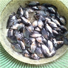 广西供应优质淡水白鲳鱼苗鲳鱼苗