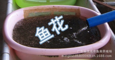 大量批发供应罗非鱼苗，罗非水花