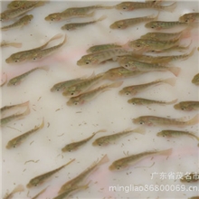 供应单性罗非鱼苗15019866695