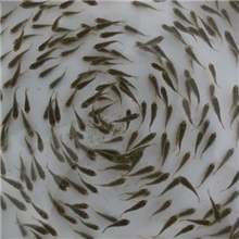 广西供应优质罗非鱼苗，全雄性罗非鱼苗