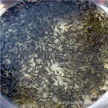 茂名优质罗非鱼苗批发供应