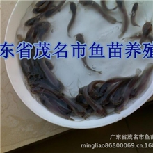 广西供应批发本地塘虱鱼苗/塘角鱼苗埃及塘虱鱼苗
