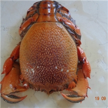 老虎蟹